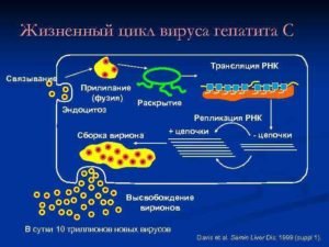 на что влияет вирусная нагрузка при гепатите С