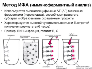 как долго делаются анализы на ВГС