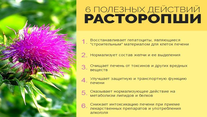 расторопша при гепатите С