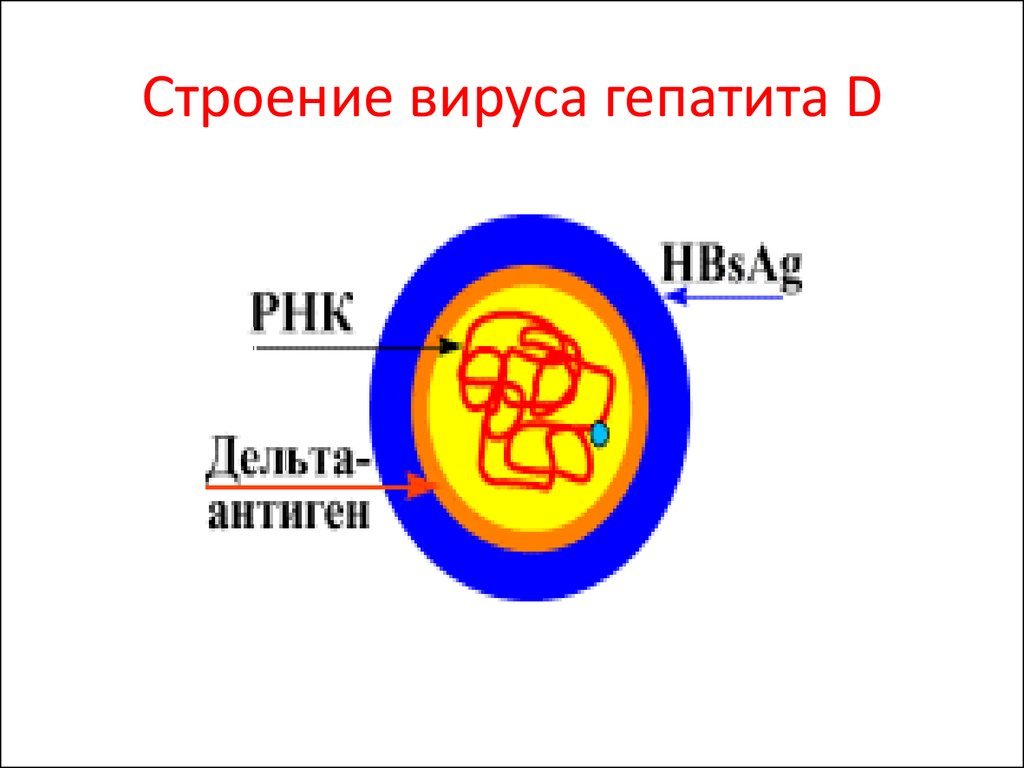 виды гепатита С