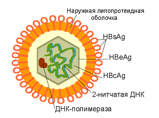 гепатит С без лечения