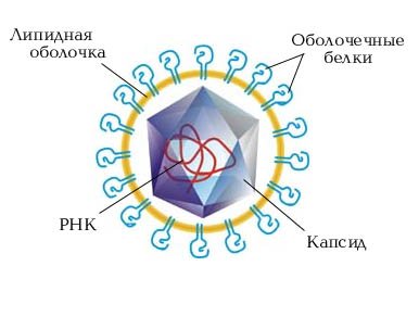 диагностика острого гепатита