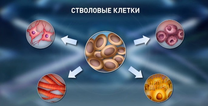 стволовые клетки лечение цирроз